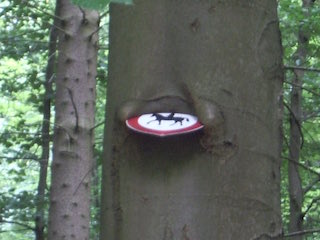 Reiten