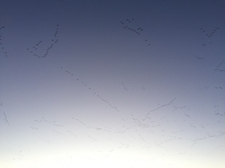 Zugvögel