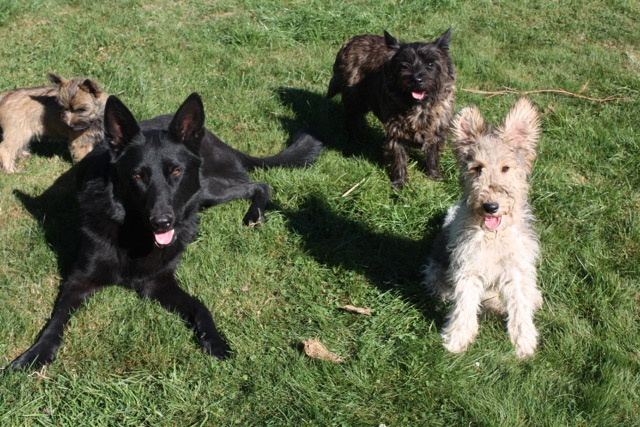 Perro und Neuzugänge