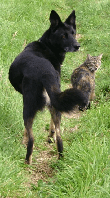 Gründungsmitglieder Luna und Paco
