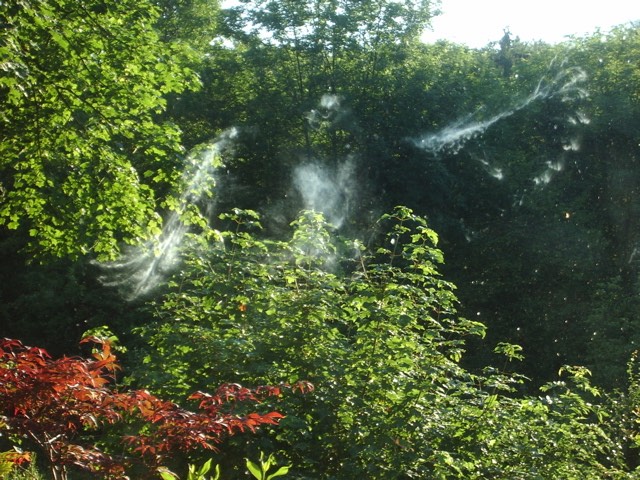 Vogelunfall an Fensterscheibe
